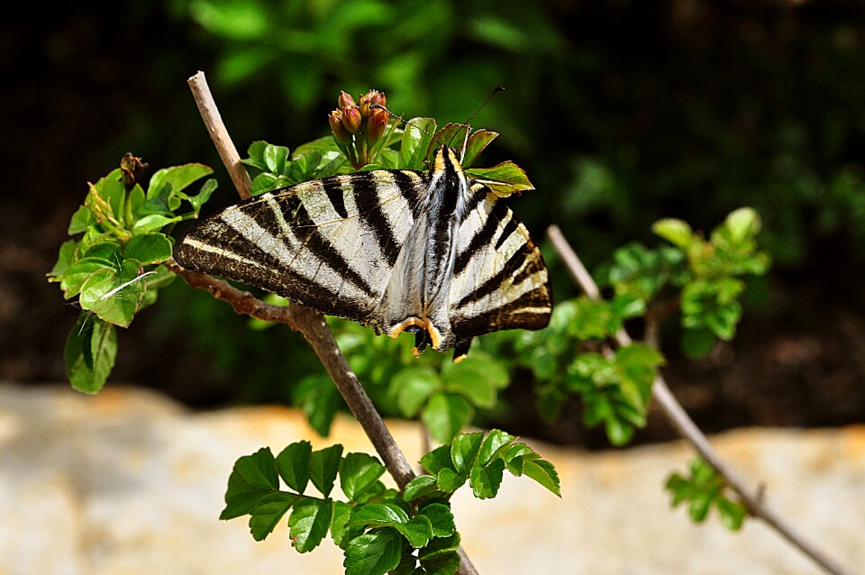 Garden summer wing