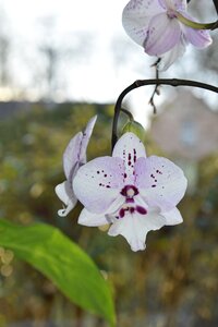 Leaf petal flowering