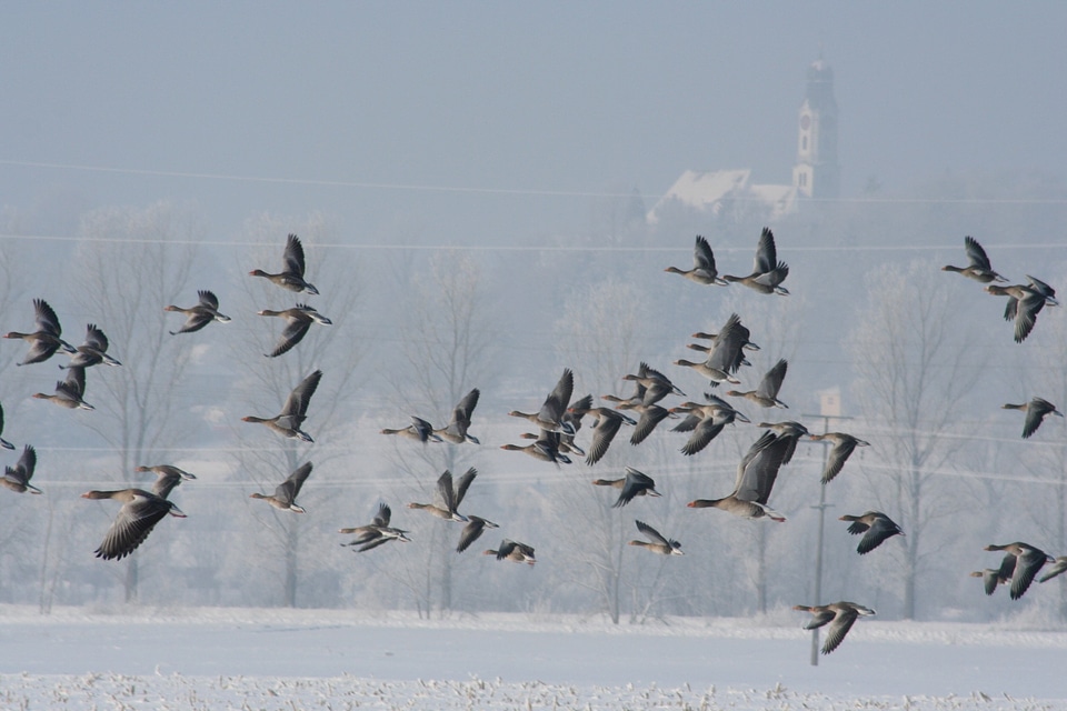 Geese birds flock of birds