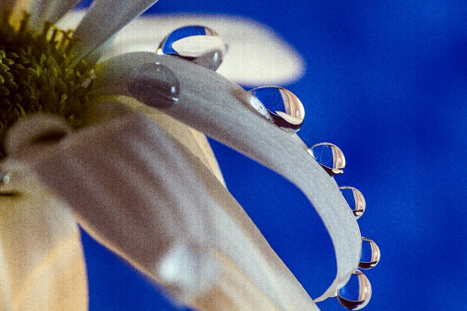 Daisy the leaves are drop