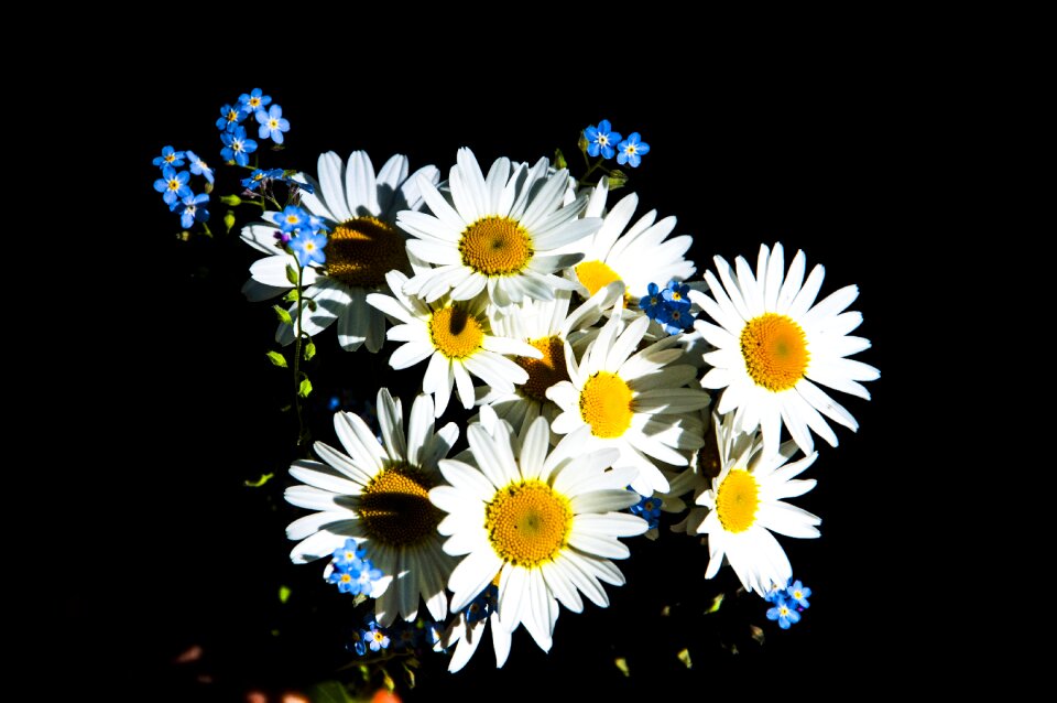 Color background garden