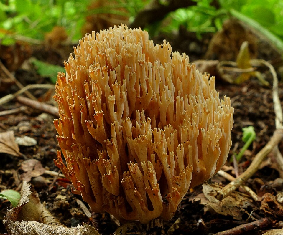 Toadstool environment forest floor