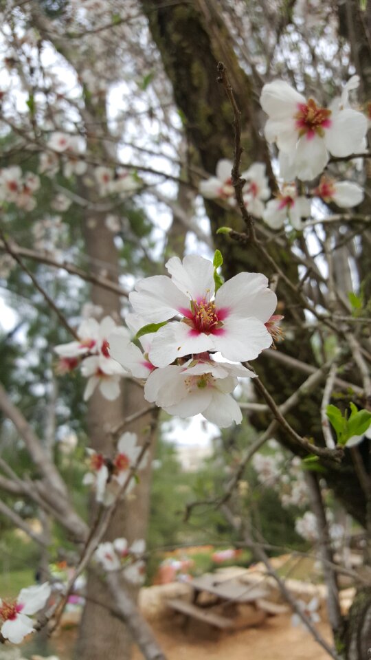 Flower flora almond tree photo