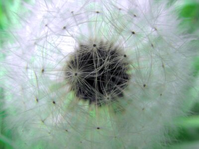 Flor cactaceae macro flower photo