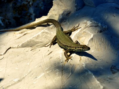 Nature reptile lizard photo