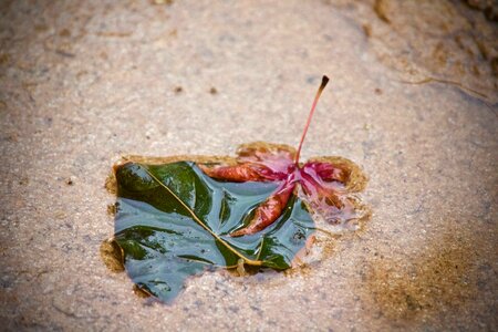 Nature leaf wallpaper