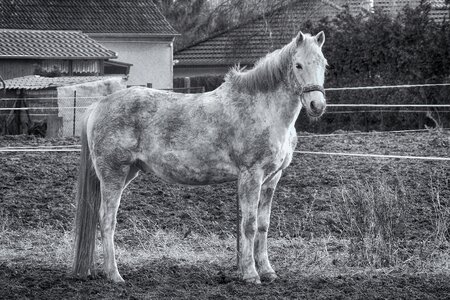 Animal farm black and white photography photo