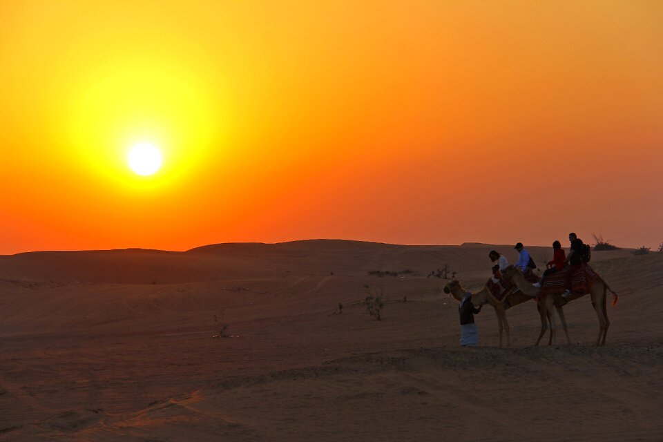 Camel ride ride outdoors photo