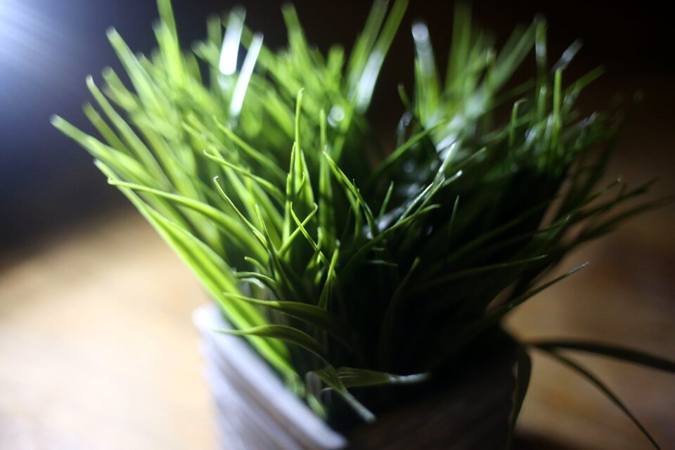 Nature freshness growth