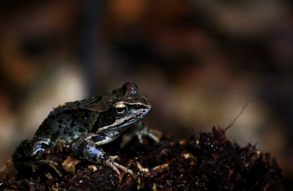 Amphibian small animal