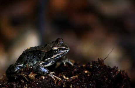 Amphibian small animal