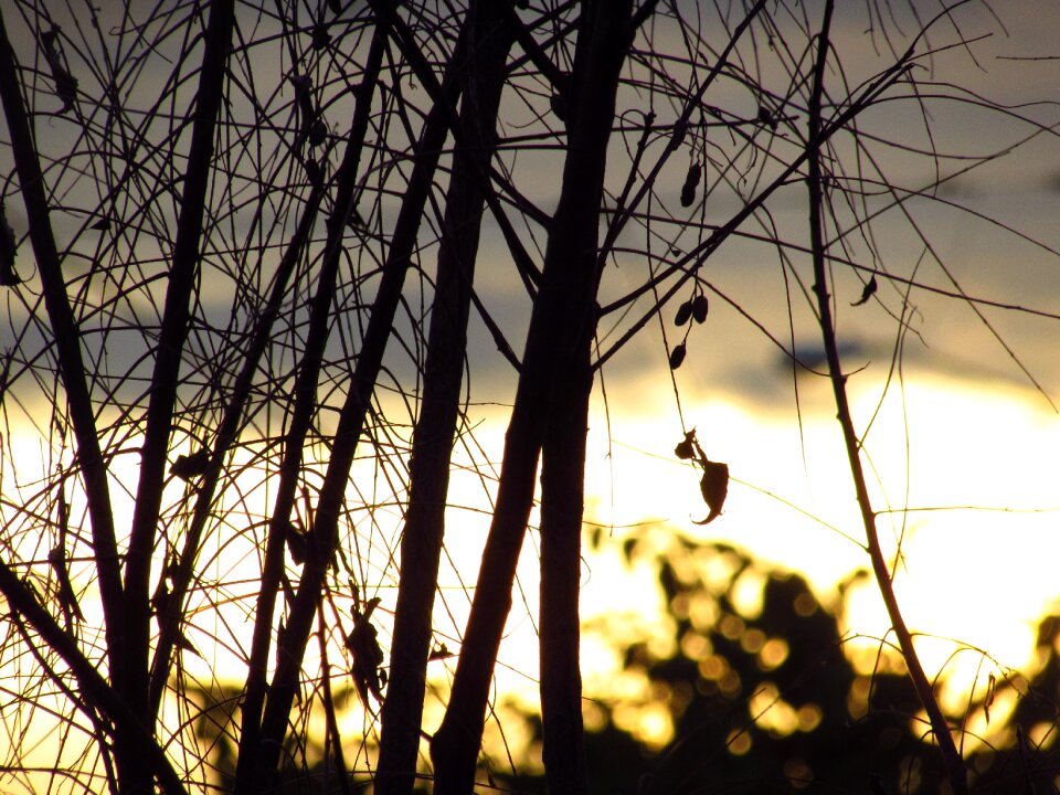Branch wood season