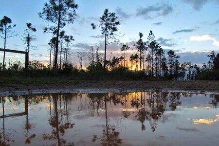 Tree outdoors sunset