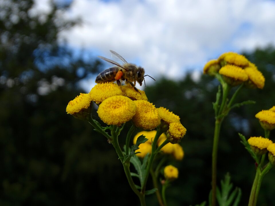 Insect nature yellow