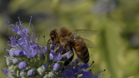 Flower pollination honey photo