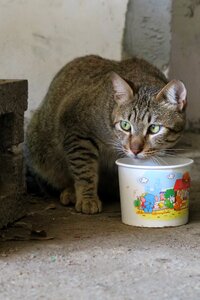 Cute cat animal