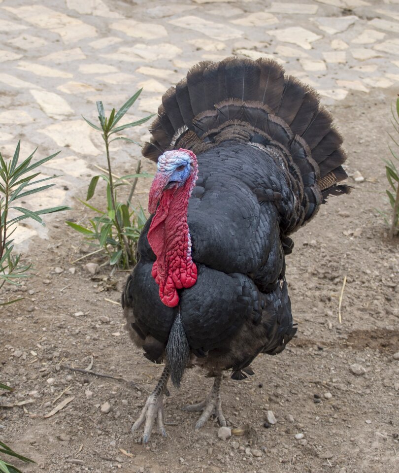 Poultry nature farm