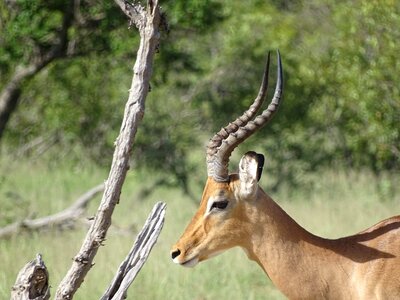 Animal africa safari