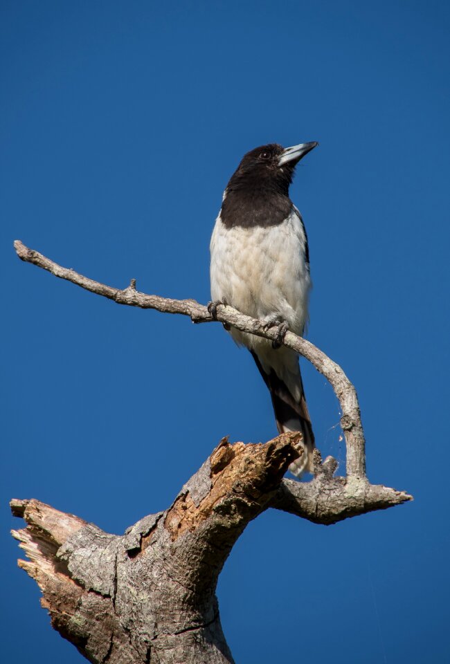 Bird black white