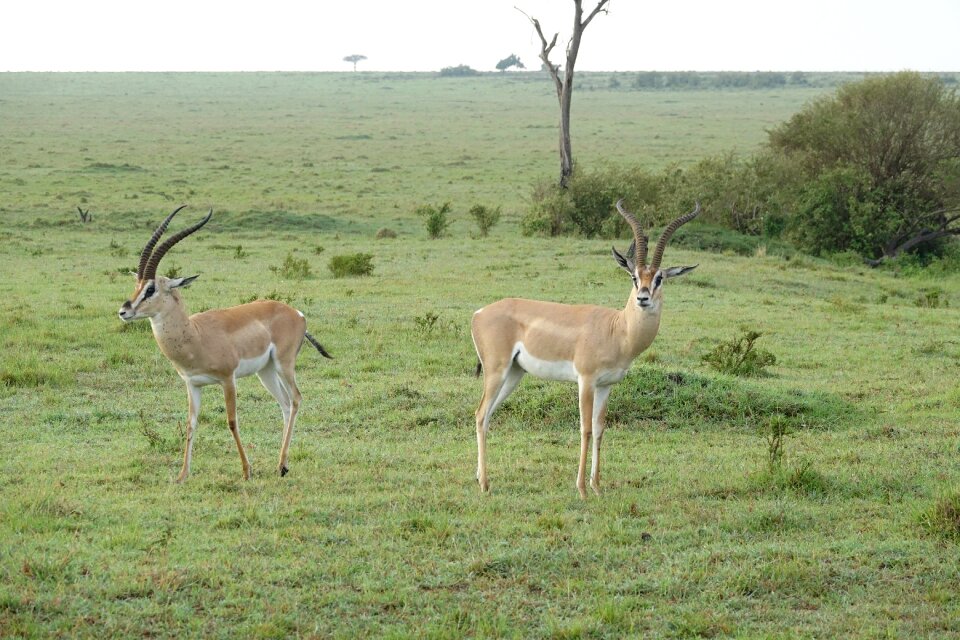 Safari animal impala