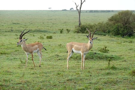 Safari animal impala photo