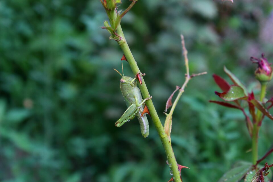 Insect no vertebrate living nature