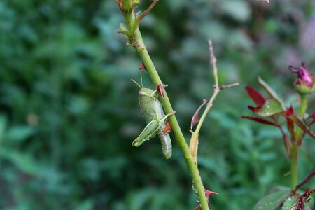 Insect no vertebrate living nature