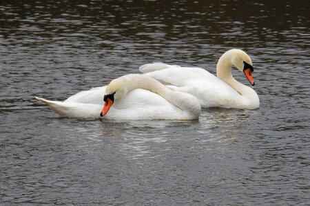 Nature lake water bird photo