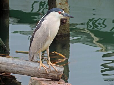Body of water nature animalia