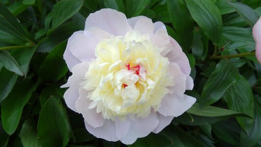 Flower leaf garden