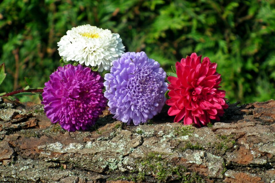 Plant garden summer