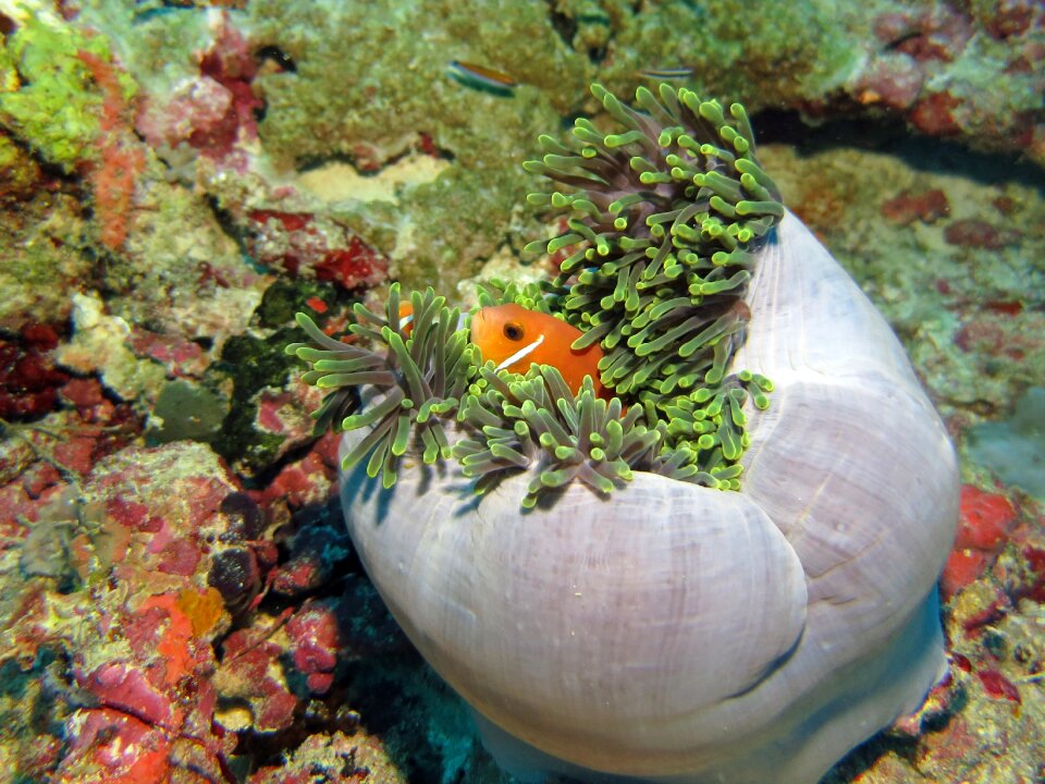 Underwater sea anemone reef