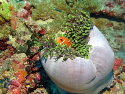 Underwater sea anemone reef photo