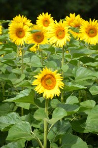 Leaf flower sunflower