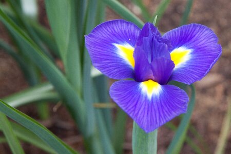 Outdoors iris