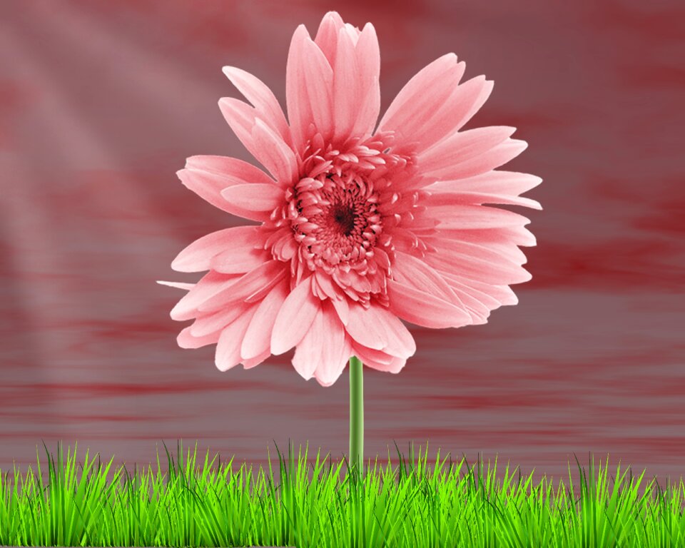 Summer vivid flower rasada
