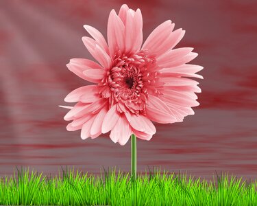 Summer vivid flower rasada