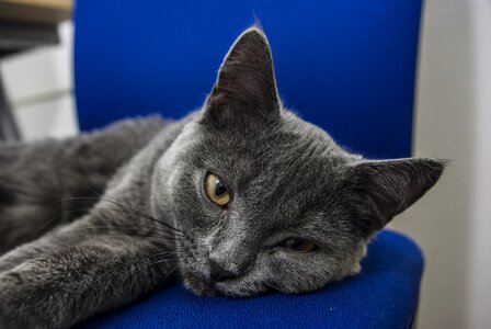 Cat kitten domestic cat