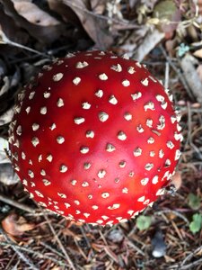 Nature toxic mushroom amanita muscaria photo