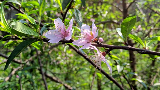 Leaf flower branch photo