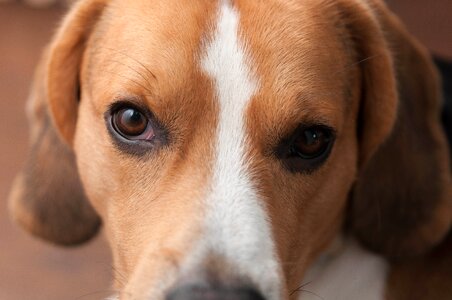 Pet tender obedient dog