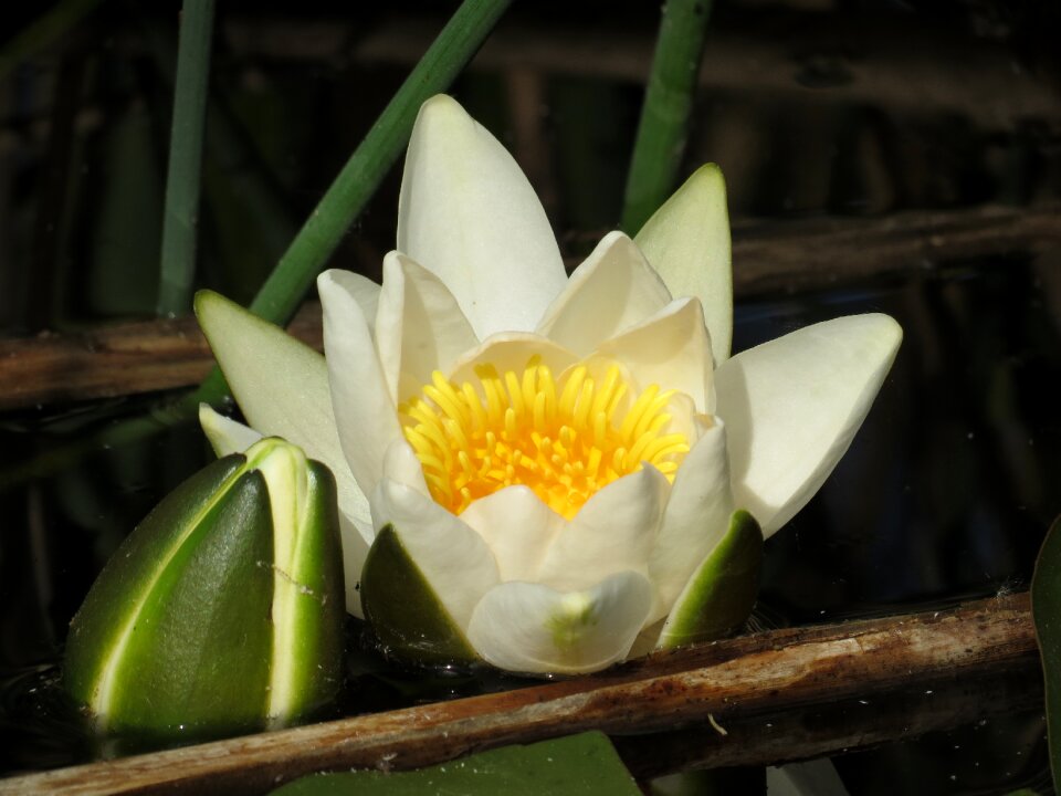 Garden leaf water lily