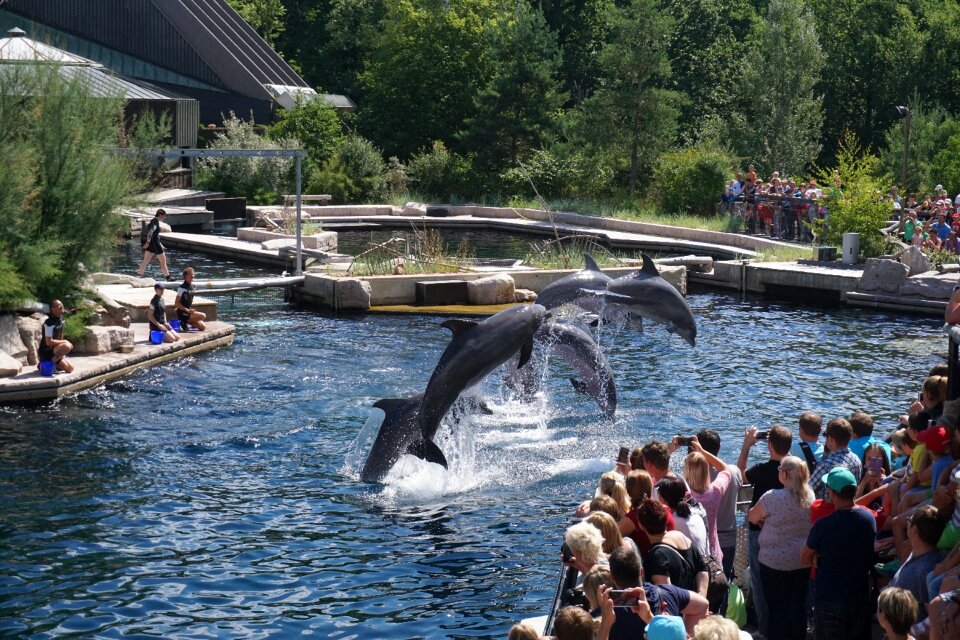 Tourism summer dolphins