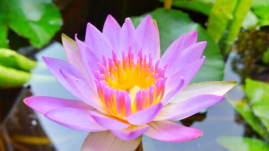Lotus purple purple lotus
