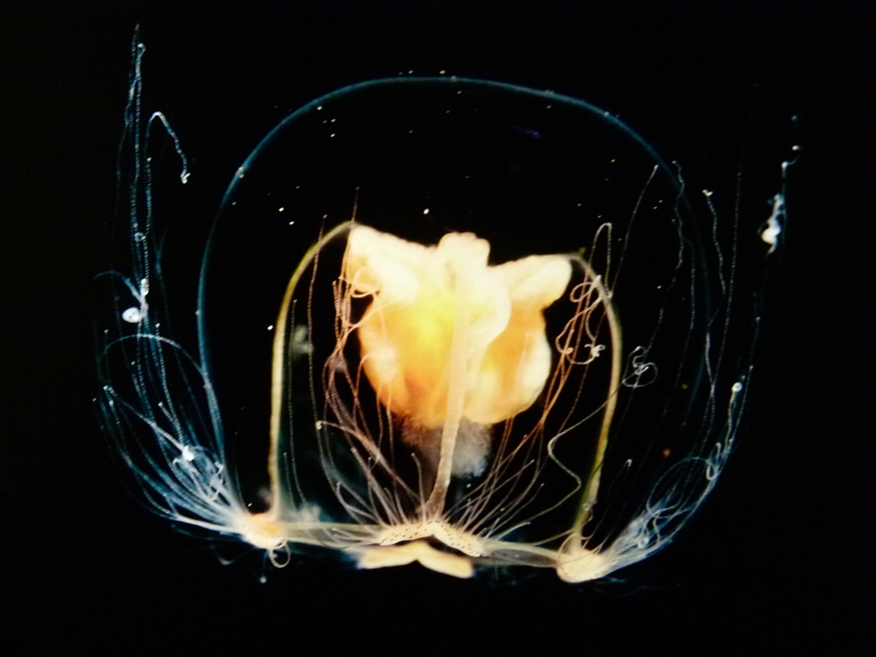 Ocean life water beautiful