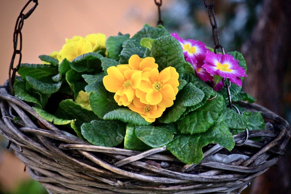 Nature leaf floral