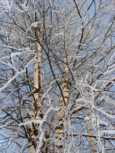 Tree leann coldly photo