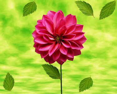 Nature pink flower design photo