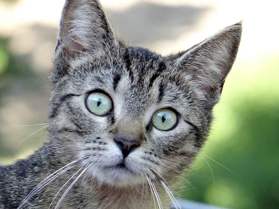 Animal domestic cat beard hair