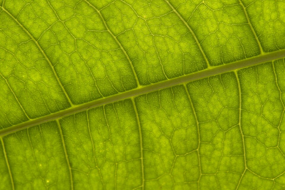 Vein photosynthesis desktop background